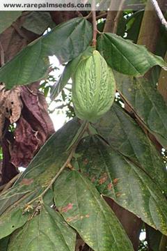 درخت موکامبو